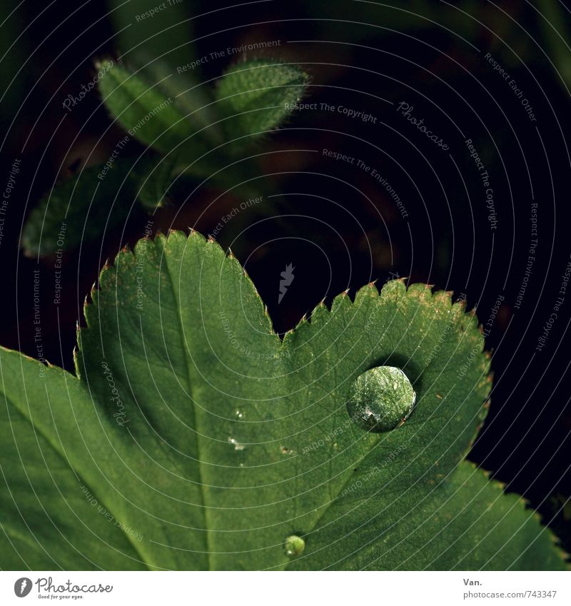 o Natur Pflanze Wassertropfen Frühling Blatt frisch nass grün schwarz Farbfoto mehrfarbig Außenaufnahme Detailaufnahme Makroaufnahme Menschenleer