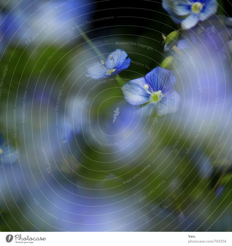 versteckt Natur Pflanze Frühling Blume Blatt Blüte Garten Wachstum blau grün Farbfoto mehrfarbig Außenaufnahme Detailaufnahme Makroaufnahme Menschenleer Tag