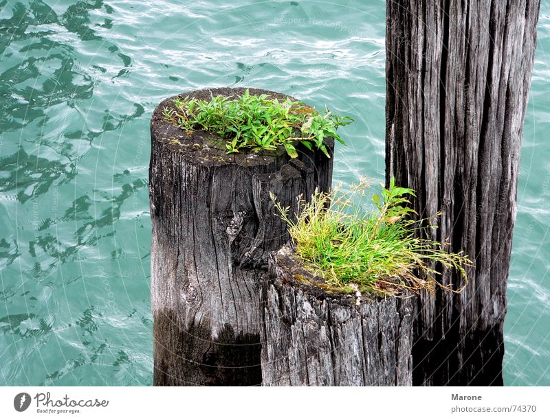 Dalben im See Wellen grün Holz Grünpflanze Gras Symbiose Wasser Vergänglichkeit blau Teile u. Stücke Natur Leben Bodensee Lebensfreude