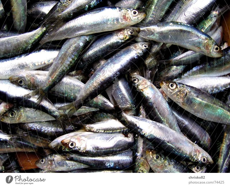 1 Pfund Sardinen Meer Geruch Markt stehen Tod Scheune Fischauge Übelriechend