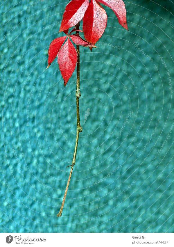 hängengeblieben Herbst rot türkis Jahreszeiten Abschied Fröhlichkeit Blatt welk Herbstfärbung kalt frisch baumeln Sträucher Baum sehr wenige Renovieren Hausbau