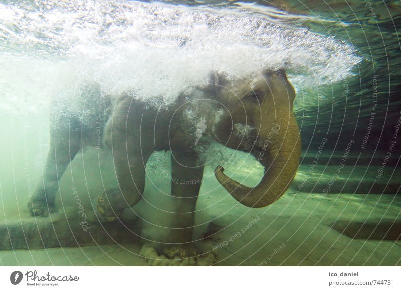 Wasserfant Freude Schwimmen & Baden Sommer tauchen Zoo Tier 1 außergewöhnlich gigantisch einzigartig nass grün Begeisterung kühlen Elefant Säugetier Rüssel