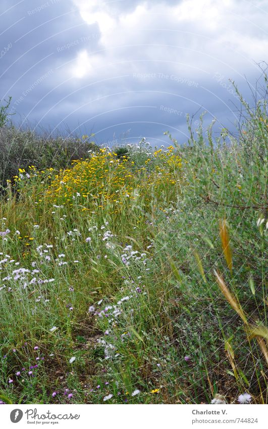 #100 - Da braut sich was zusammen Natur Pflanze Urelemente Himmel Gewitterwolken Sommer schlechtes Wetter Blume Gras Wildpflanze Wiese Insel Sardinien Blühend