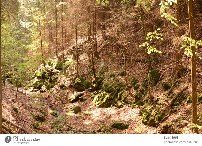 Wald,Träume,Frühling Natur Landschaft Schönes Wetter Baum Felsen Stein Holz braun grün Farbfoto Außenaufnahme Menschenleer Tag Starke Tiefenschärfe Weitwinkel