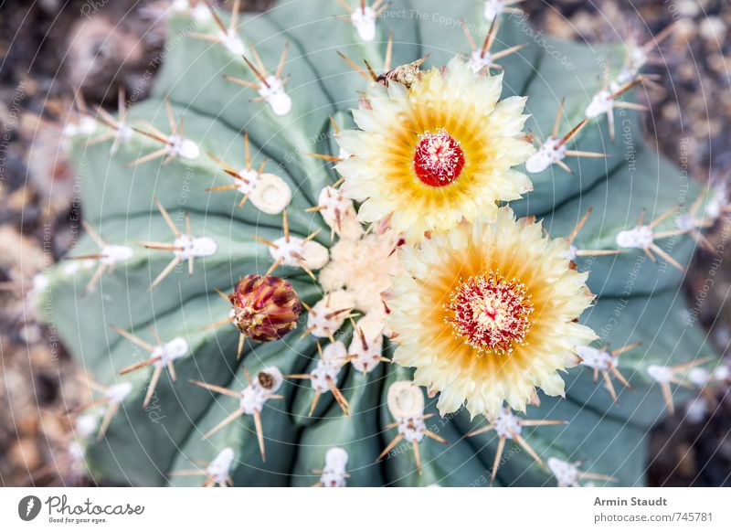 Kaktus von oben mit zwei Blüten Natur Pflanze Frühling Wildpflanze Blühend ästhetisch authentisch wild gelb grün exotisch Wachstum stachelig Stachel Farbfoto