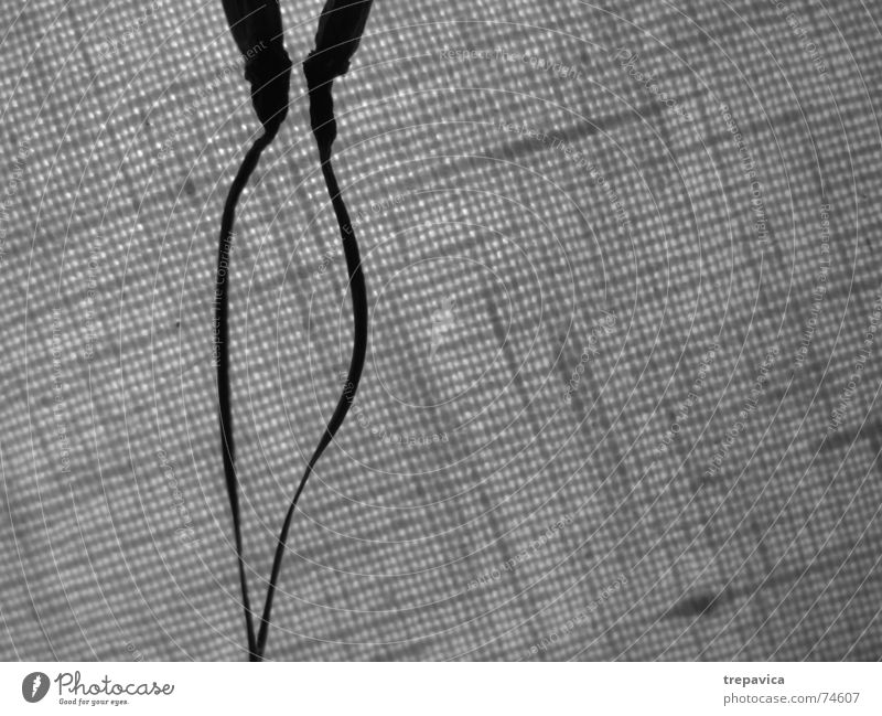 stiele 2 Romantik zart dünn Pflanze Silhouette touch Schwarzweißfoto Kontrast kuess Strukturen & Formen Tanzen