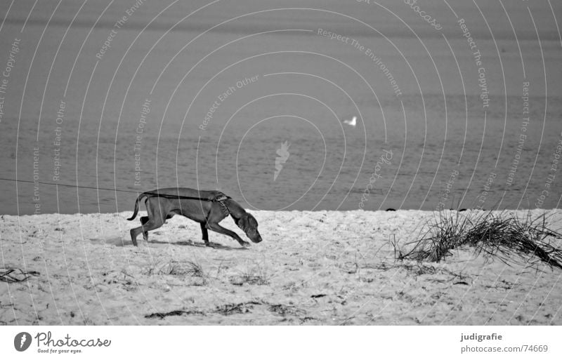Leinenzwang Hund Strand Meer See Eisenbahn Spuren Fährte gefangen eingeengt Zwang Möwe Tier Haustier Schwarzweißfoto Küste Säugetier Seil Sand Ostsee ziehen