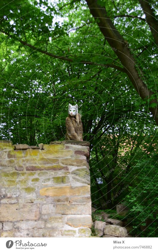 Mau Miau Mensch Junge Frau Jugendliche Erwachsene 1 Wald Menschenleer Burg oder Schloss Ruine Mauer Wand Pelzmantel Behaarung Tier Katze außergewöhnlich bizarr