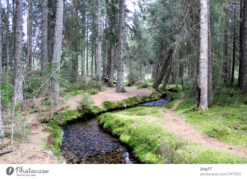 Waldbach Natur Pflanze Erde Wasser Frühling Baum Bach Fluss Inspiration Klima Farbfoto Außenaufnahme Menschenleer Tag