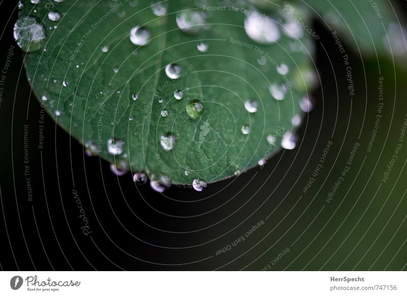 Nach dem Regen Pflanze Sträucher Blatt ästhetisch nass natürlich grün Tau Wassertropfen winzig Tropfen Am Rand Blattadern Blattgrün klein kleben festhalten