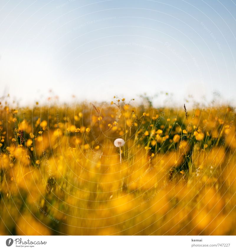 Last Pusteblume standing Umwelt Natur Landschaft Pflanze Himmel Wolkenloser Himmel Sonnenlicht Frühling Sommer Schönes Wetter Wärme Blume Blüte Grünpflanze