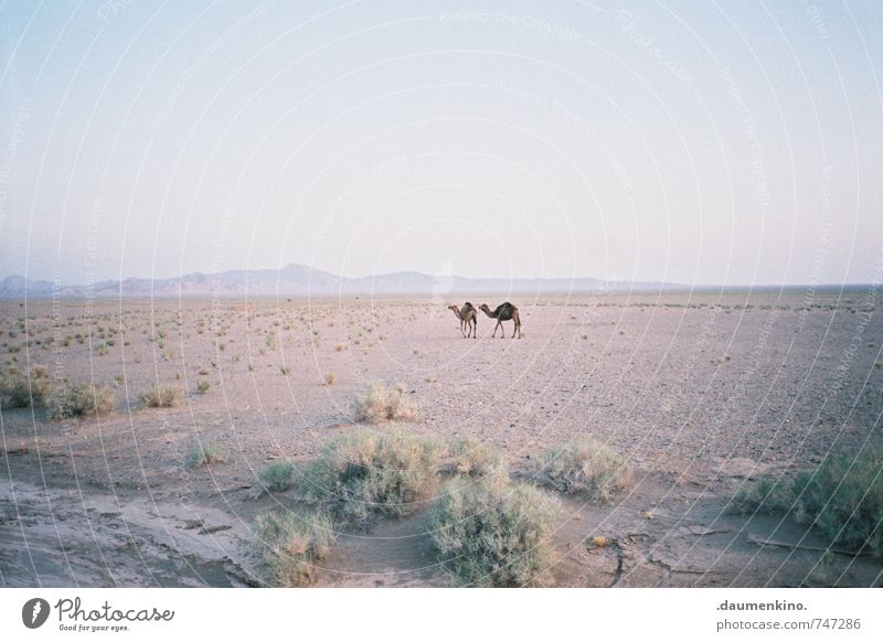 ~ ~ Natur Landschaft Dürre Wüste Tier Kamel 2 beobachten Bewegung entdecken wandern frei Unendlichkeit natürlich Zusammensein Gelassenheit ruhig