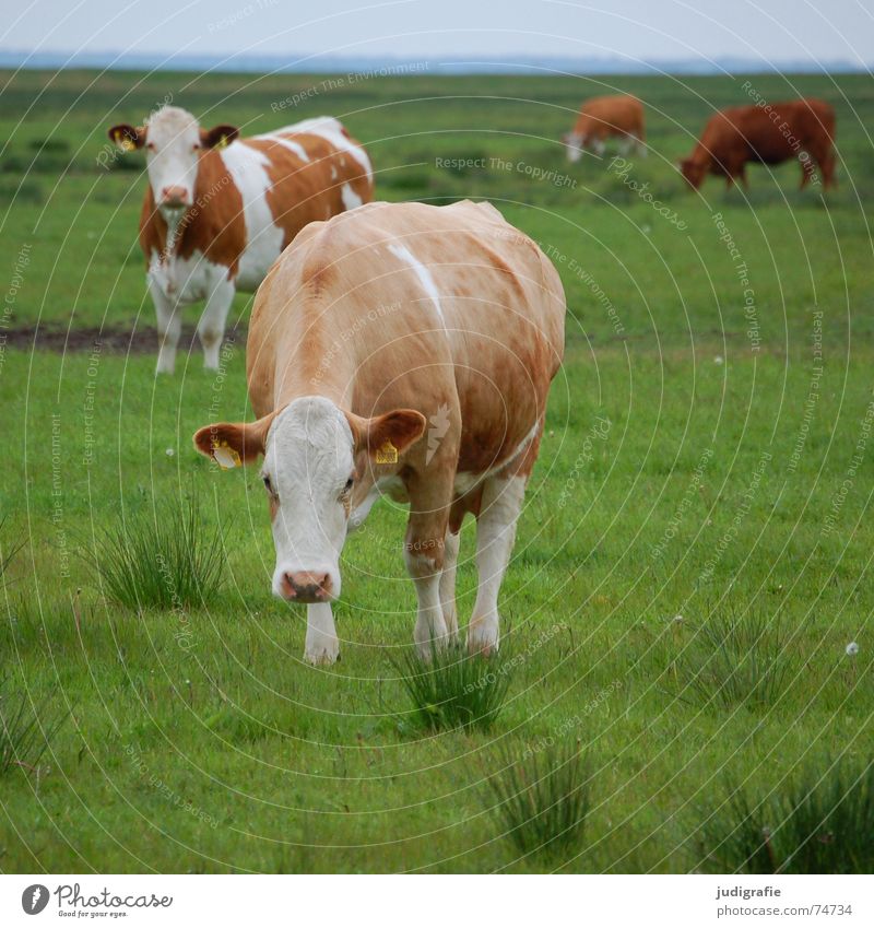 Kühe Kuh Rind Wiese Gras grün saftig braun weiß Fell Gesundheit Molkerei Ernährung Landwirtschaft büschel Himmel Blick Lebensmittel Tierhaltung