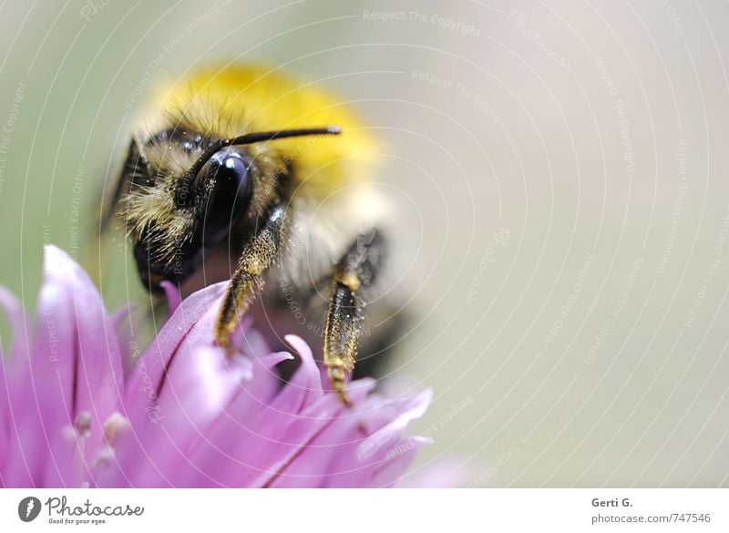 dicke Hummel auf Schnittlauchblüte Tier Biene Insekt 1 gigantisch nah weich gelb violett Tatkraft gewissenhaft Appetit & Hunger ästhetisch Konzentration Natur