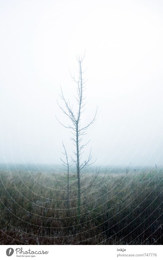trististtrist Umwelt Natur Luft Himmel Frühling Herbst Winter Klima Wetter schlechtes Wetter Nebel Baum Wiese Wald Waldrand Feldrand dunkel dünn Gefühle