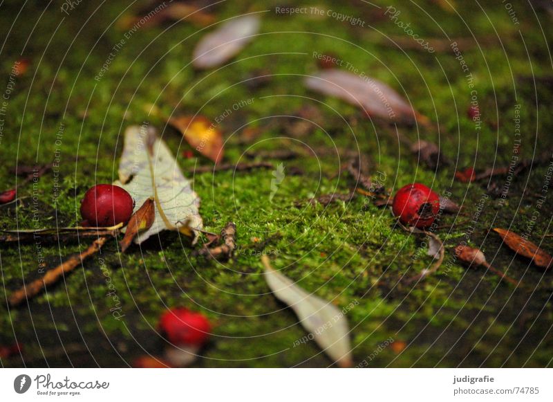 Herbstlich Blatt rot grün Farbe herbstlich Beeren Weide Natur mögen am boden zuende Tod Hundsrose