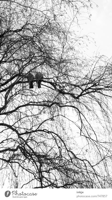 zusammen ist man weniger allein Natur Frühling Herbst Winter Baum Ast Baumkrone Geäst Park Wald Vogel Taube 2 Tier Erholung warten Zusammensein trist Gefühle