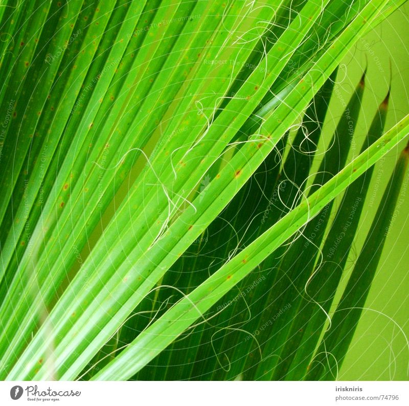Palmwedel Palmenwedel Pflanze grün Wohnzimmer durcheinander glänzend grasgrün trocken exotisch Zweig Natur Detailaufnahme Linie Spitze Nähgarn