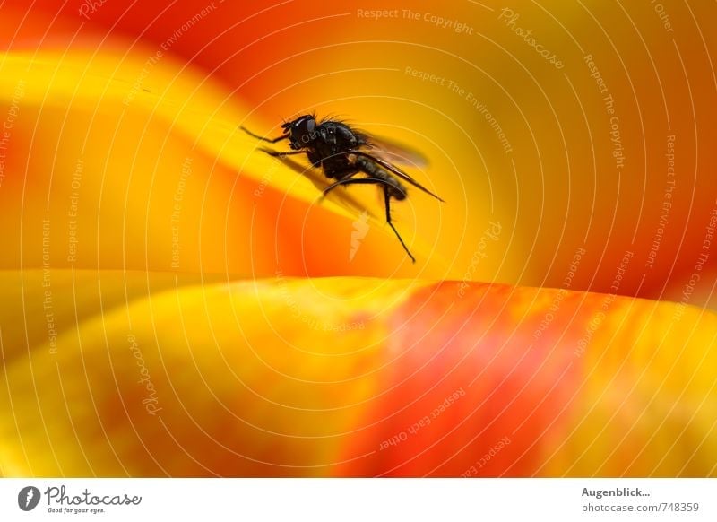 Puck ... die Stubenfliege Fliege 1 Tier genießen gelb rot schwarz Wachsamkeit Gelassenheit ruhig Farbfoto Makroaufnahme Tag