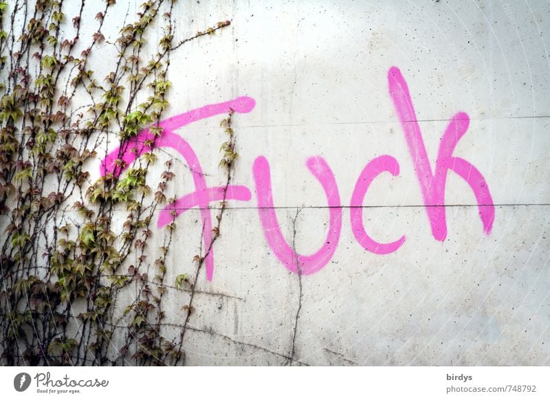 F U C K Efeu Mauer Wand Beton Schriftzeichen Graffiti authentisch rebellisch grau rosa Wut Wandel & Veränderung Jugendkultur Beleidigung Schimpfwort Fuck
