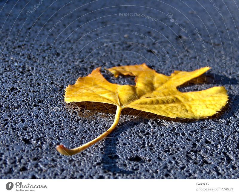 if you leaf me now Loch Blatt verfallen welk kaputt Herbst Sturz Absturz liegen flach Blues Einsamkeit gelb Herbstfärbung Jahreszeiten Baum Müll Stein löchern