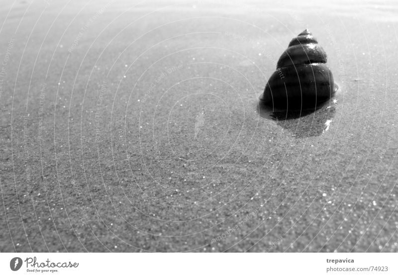 schnecke Schneckenhaus Strand Haus Einsamkeit Tier Sand Schwarzweißfoto Natur reflektion