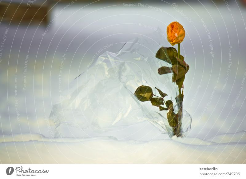 Rose im Winter Geschenk Liebe Park Romantik Liebesaffäre Schnee Blumenstrauß Gartenrose wallroth Anti-Weihnachten kalt Schneedecke Tiefenschärfe Textfreiraum