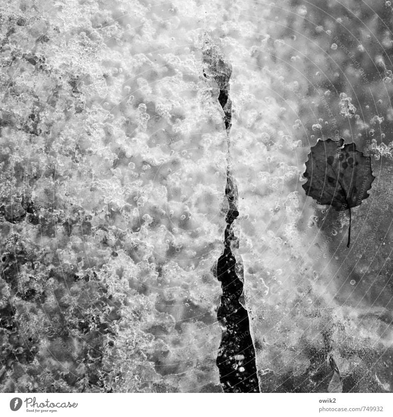 Gletscherspalte Natur Wasser Wassertropfen Winter Eis Frost Blatt frieren leuchten kalt klein nah unten geduldig ruhig winzig Spalte Schwarzweißfoto