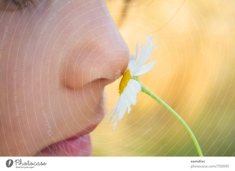Weiße Blume feminin Kind Mädchen Nase 1 Mensch 0-12 Monate Baby Natur Pflanze Sonne Sommer entdecken wandern Gesundheit Neugier gelb weiß weiße blume Farbfoto
