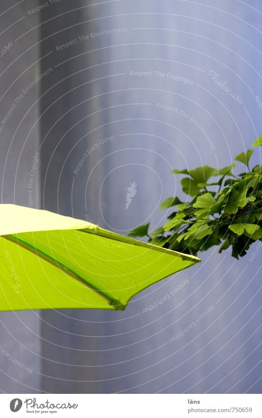 Ginkgo am Sonnenschirm Pflanze Baum Blatt Haus Beton Linie Netzwerk Erholung Regenschirm Farbfoto Außenaufnahme Menschenleer Textfreiraum oben