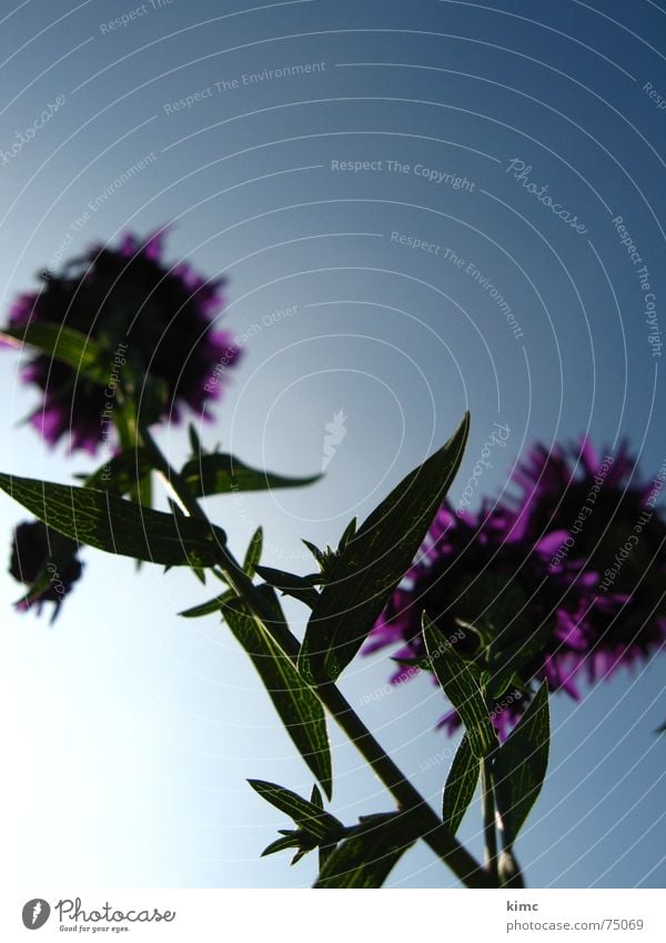 letzte sommerzuckungen Sommer Blume Blüte Pflanze violett Frühling Himmel blau
