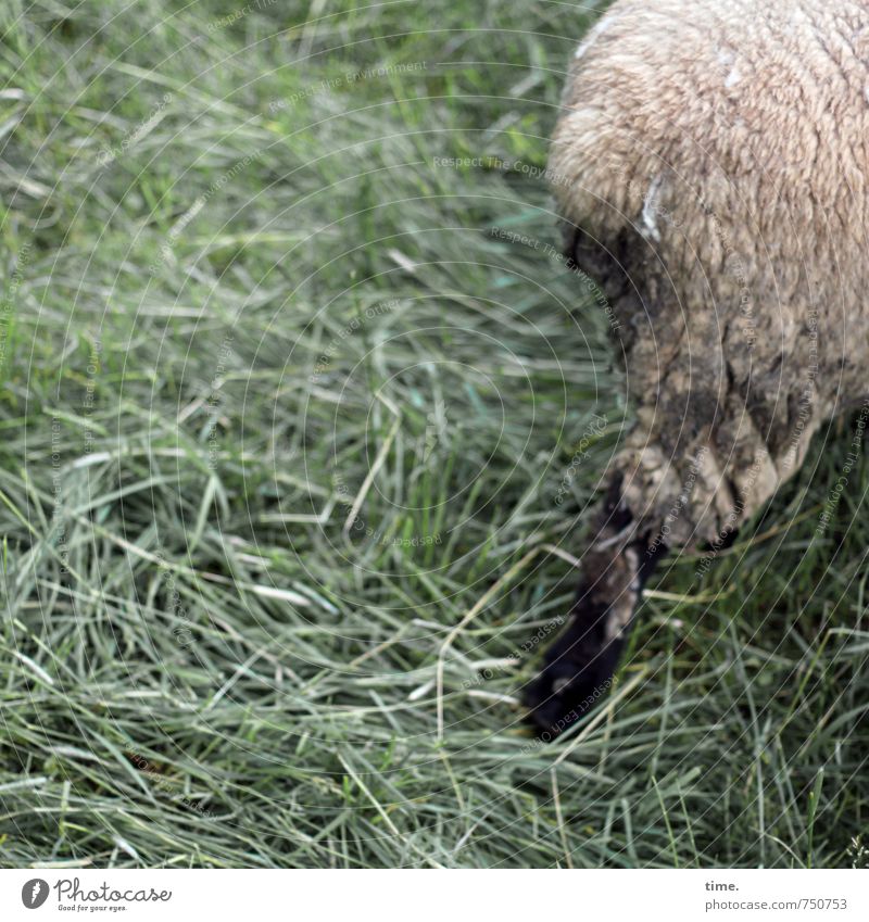 Die Sprechzeit ist um Wiese Tier Nutztier Fell Schaf Schafswolle Schaffell 1 gehen laufen Leben Müdigkeit Enttäuschung unbeständig Frustration Entschlossenheit