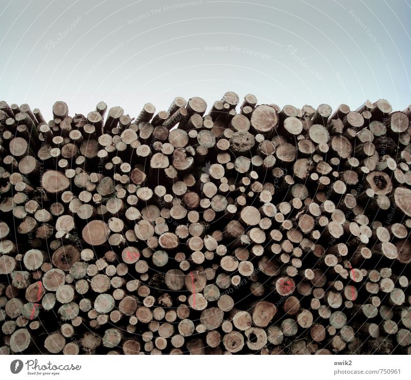 Verlorene Stämme Holz liegen groß hoch viele geduldig Kraft Zusammenhalt Baumstamm Stapel aufeinander Schilder & Markierungen rund geschnitten Schnittholz