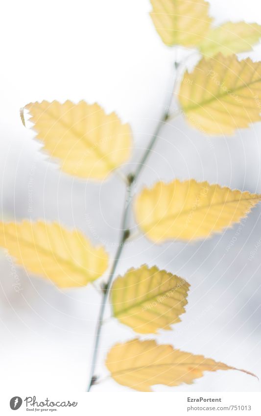 Absicht Umwelt Natur Pflanze Herbst Klima Wetter Baum Blatt Garten Wald ästhetisch einzigartig schön gelb grau weiß Buche Zweige u. Äste Maserung Blattadern