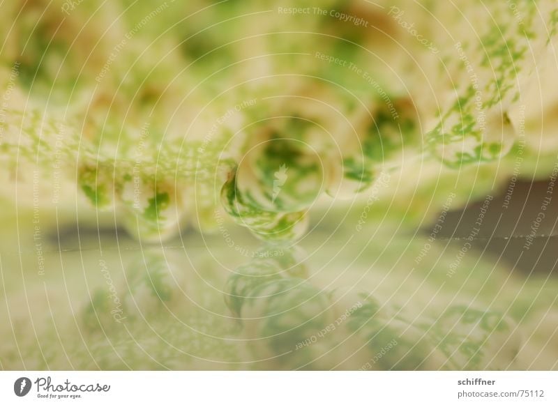 Kürbis 4 Herbst Reflexion & Spiegelung Hintergrundbild Beule speigeln Strukturen & Formen geschwür bewachsen