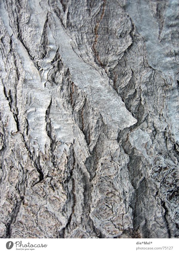 Alter Baum hat viele (Ge)schichten Baumrinde grau Pflanze Vulkankrater gezeichnet Strukturen & Formen alt Natur Linie