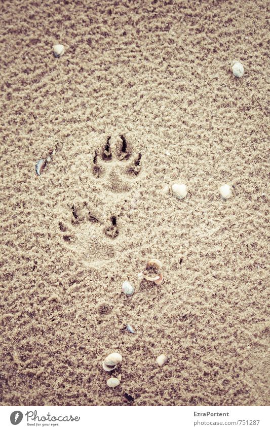 Strandspaziergang Erholung ruhig Ferien & Urlaub & Reisen Ausflug Sommer Sommerurlaub Meer Natur Sand Frühling Haustier Hund Fährte laufen natürlich braun gelb