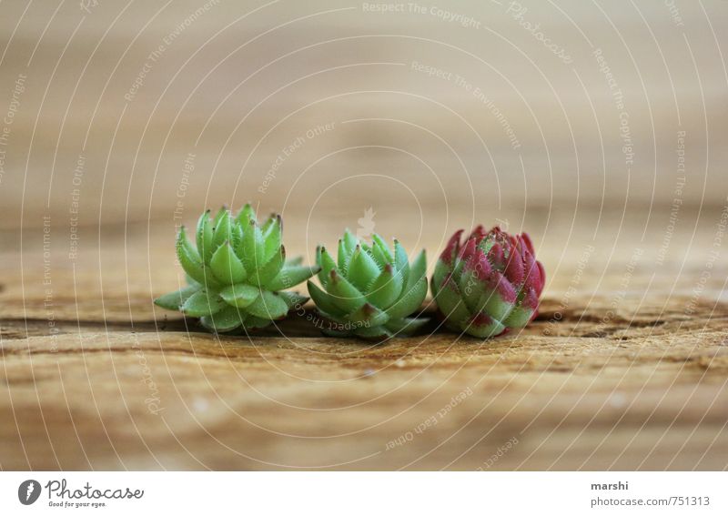 Trio Natur Pflanze grün dachwurzeln Sukkulenten klein Holztisch Wachstum 3 schön Farbfoto Nahaufnahme Detailaufnahme Tag