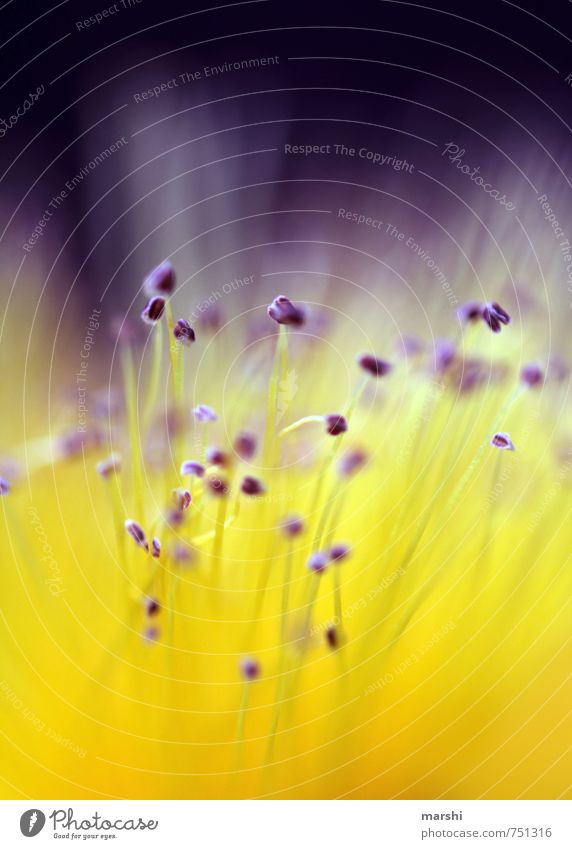 nicht von dieser Welt Natur Pflanze Blume gelb violett Fühler Blütenstempel Unschärfe Farbfoto Nahaufnahme Detailaufnahme Makroaufnahme Tag