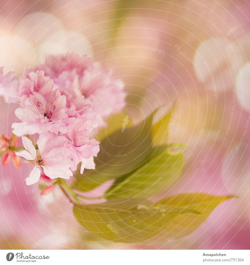 ::14-9:: Umwelt Natur Pflanze Tier Frühling Sommer Klima Baum Blume Blatt Blüte Garten Park Blühend träumen schön rosa Freude Glück Fröhlichkeit Zufriedenheit