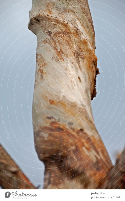 Verdreht Baum gedreht Windung Ecke Skulptur Holz Weststrand Ast Himmel drehen biegen Strukturen & Formen Glätte Tod Leben Natur