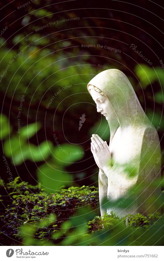 Gebet im Grünen Natur Pflanze Baum Blatt Park Statue Marienstatue Maria ästhetisch schön feminin grün weiß Vertrauen Mitgefühl Güte trösten ruhig Glaube demütig