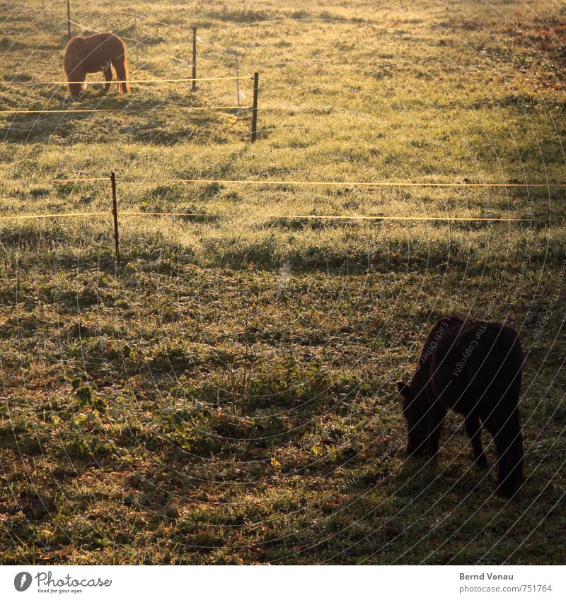 pferde-frühstück Sonne Landwirtschaft Forstwirtschaft Tier Wärme Gras Sträucher Pferd Fressen Ponys Zaun Landleben Farbfoto Außenaufnahme Menschenleer Morgen