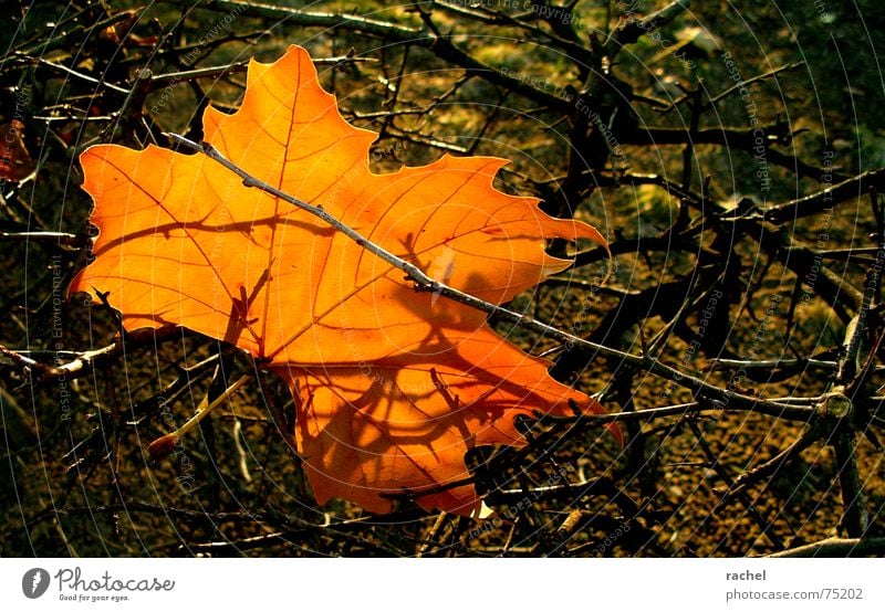 erste Anzeichen... Herbst schön mehrfarbig Fröhlichkeit rot braun scheckig Blatt Baum Ahorn Sträucher Geäst Herbstlaub Jahreszeiten Trauer Abschied verwandeln