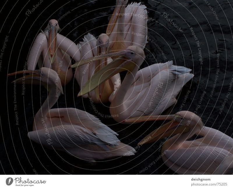 Pelikane füttern Vogel Tier Schnabel rosa sprechen Rede Fischer Wasser