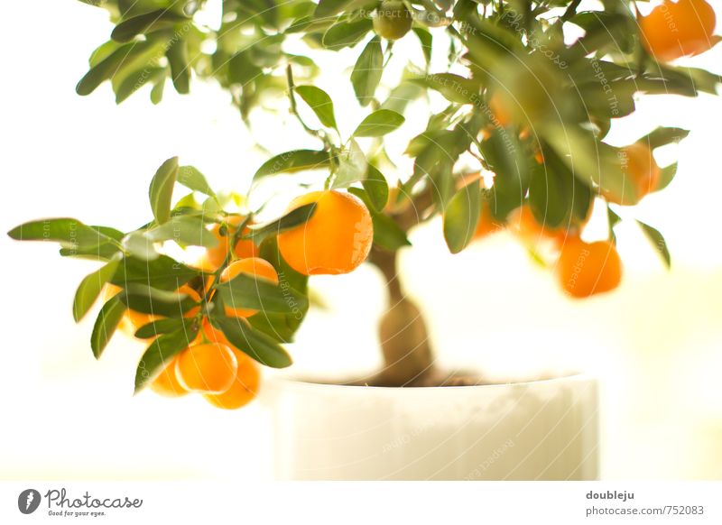 Kumquats Lebensmittel Natur Sommer Pflanze Baum Blatt Grünpflanze hell Farbfoto Innenaufnahme
