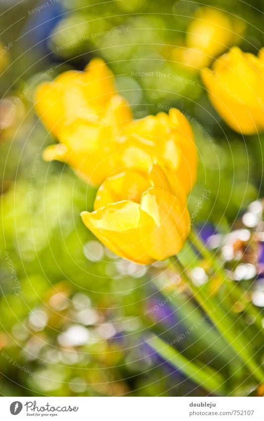 gelbe tulpe Tulpe Blume Natur schön Sommer blute Sonne Unschärfe Garten Gärtner Freude Niederlande Frühling Blumenstrauß