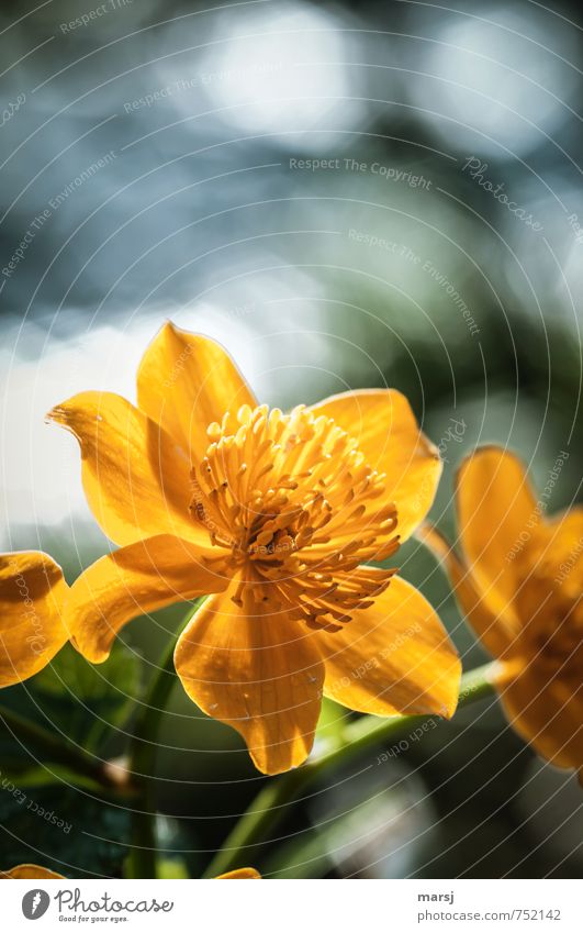 Goldgelb Natur Pflanze Frühling Blume Blüte Wildpflanze Sumpf-Dotterblumen Blühend Duft glänzend leuchten träumen Wachstum außergewöhnlich authentisch einfach