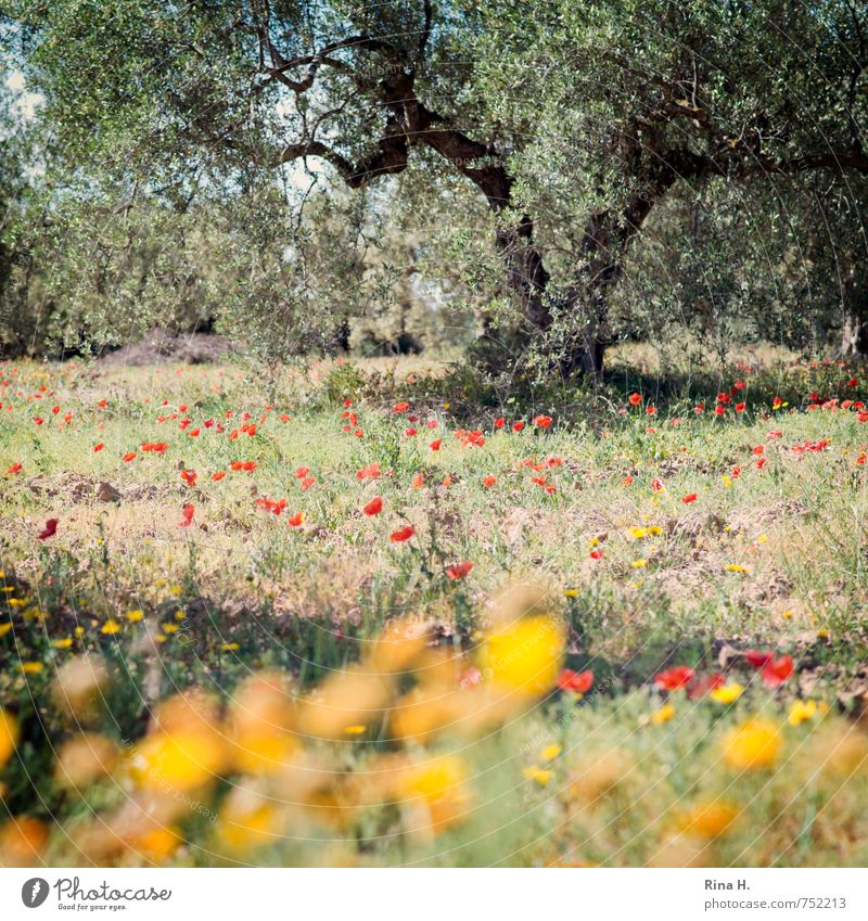Blümchen und Oliven Landwirtschaft Forstwirtschaft Natur Landschaft Pflanze Frühling Schönes Wetter Baum Blume Gras Wiese Feld Blühend trocken Lebensfreude