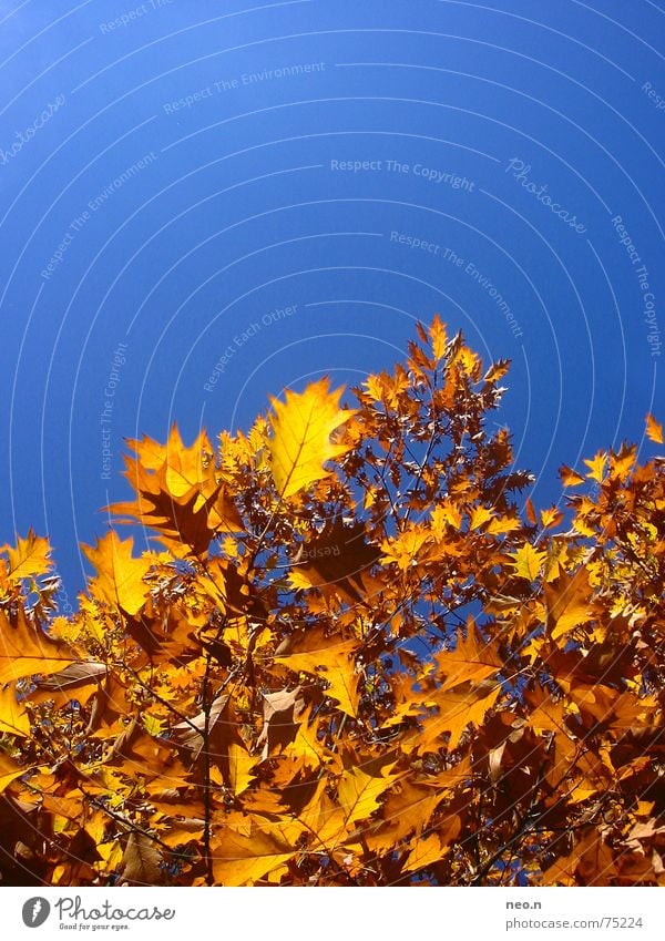 Ein Tag im Herbst ² Himmel Wolkenloser Himmel Baum Blatt Wald blau gold orange Farbe Baumkrone Ahorn Farbfoto Außenaufnahme Sonnenlicht